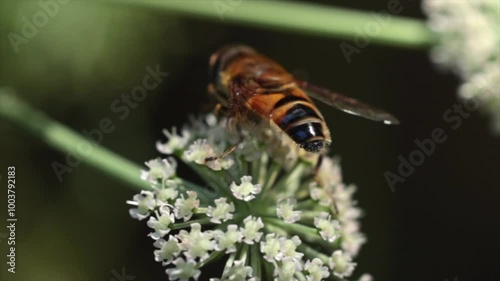 video macro, al rallentatore, di un insetto alato arancione e nero, fermo sopra una pianta con tanti piccoli fiori bianchi 