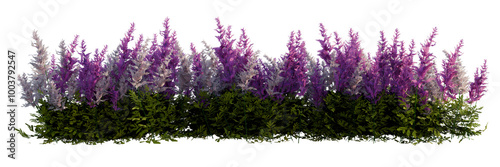 Astilbe flower bush, - Front view, transparent background, png