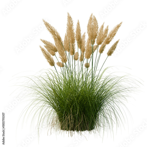 Cortaderia swelloana (Pampas grass) - Front view, transparent background, png