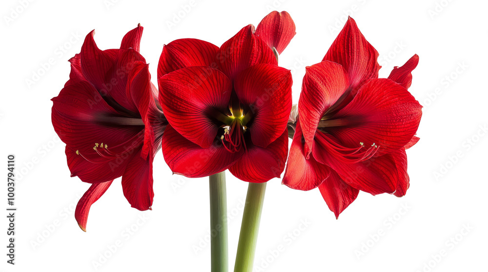 Red Amaryllis Flowers Close Up. Red Amaryllis Flowers Close Up.