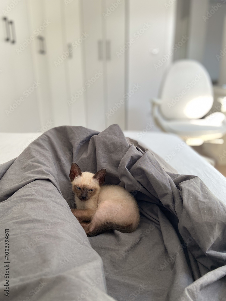 Cute kitten siamese cat at home. Pet concept Cute kitten siamese cat at home. Pet concept