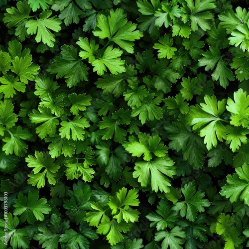 Green Parsley Garden: Seamless Coppice Texture