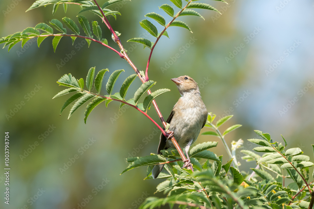 A female common chaffinch sitting in a tree A female common chaffinch sitting in a tree