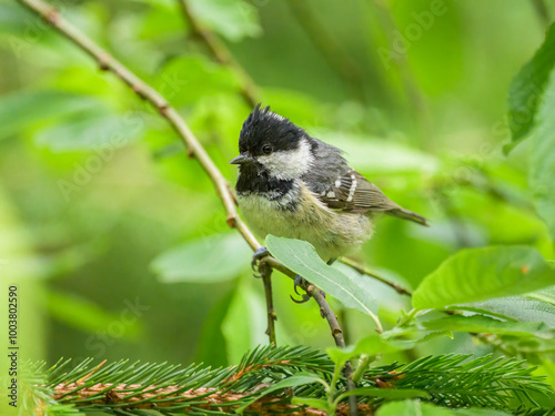 A Coal Tit looking for food in a tree