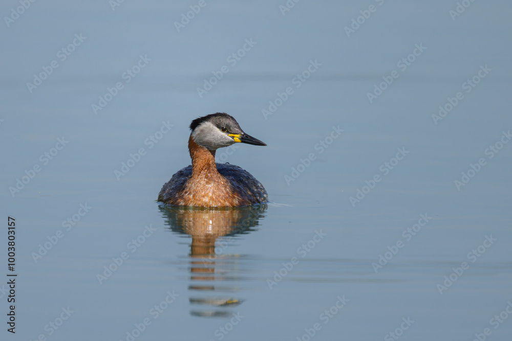 A Red Necked Grebe swimming on a lake