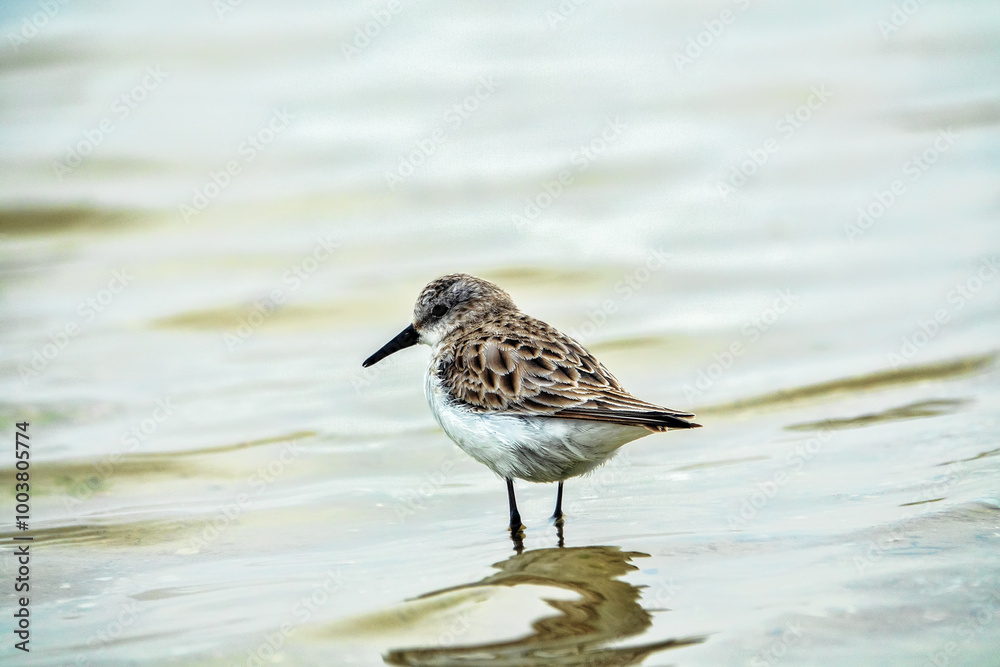 The migrating little stint (Calidris minuta, Ereunetes minutus) feeds on the sandy-shell shallow waters of the salt lake. Early spring (winter) plumage The migrating little stint (Calidris minuta, Ereunetes minutus) feeds on the sandy-shell shallow waters of the salt lake. Early spring (winter) plumage