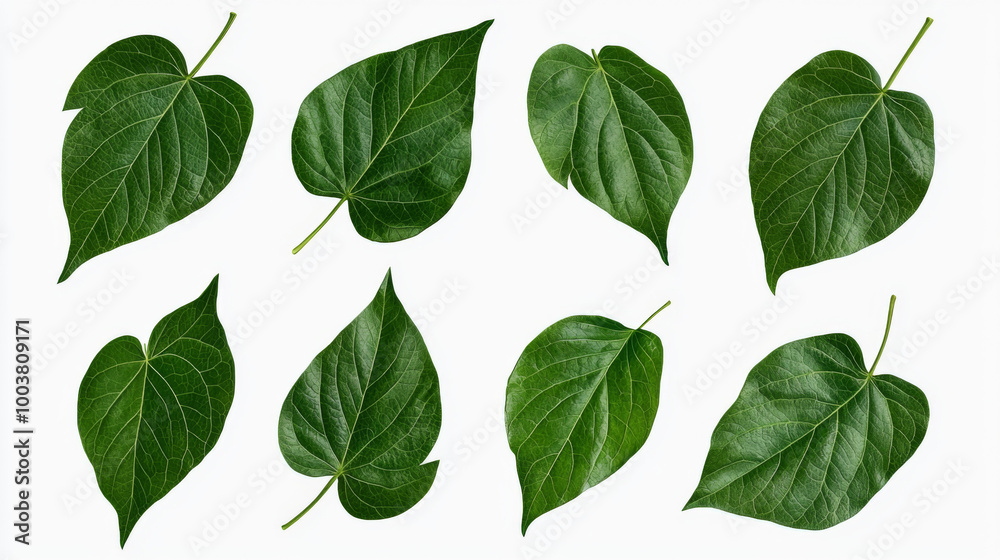 Collection of various green leaves arranged artistically on a light background Collection of various green leaves arranged artistically on a light background
