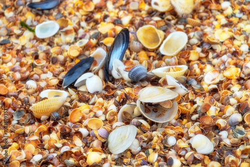 Memory of sea. Beautiful seashells on shell beach near surf. Winter cold sea. Soft shell clam (Mya arenaria), anadara ((Scapharca inaequivalis), edible mussel (Mytilus edulis), Venus between Cardium