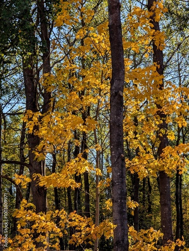 Autumn trees in the park