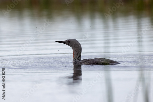 Redthroated loon swimming photo