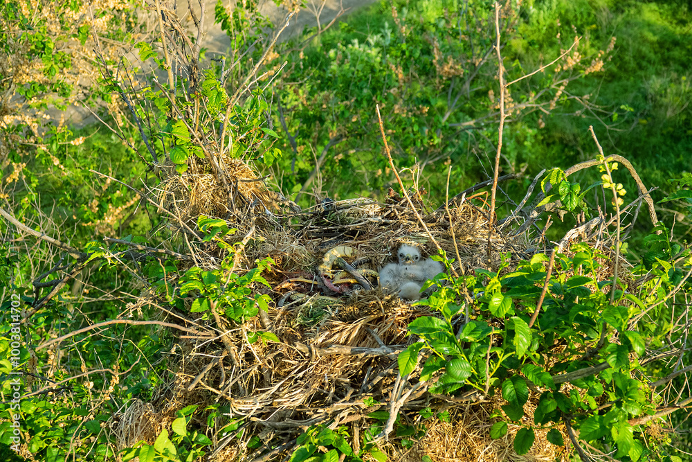 Long-legged buzzard (Buteo rufinus) nestlings are 5 days old, elder's eyes are open. Parents brought Balkan snake (Coluber jugularis) as food. View of nest and surroundings at Field elm (Ulmus). 