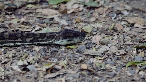 Python Slithering in Binna Burra
