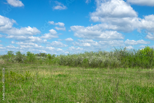 A plot of forest-steppe with blooming wild cherry and blackthorn. The type of biocenosis is close to natural, primal steppe. Rostov region, Russia photo