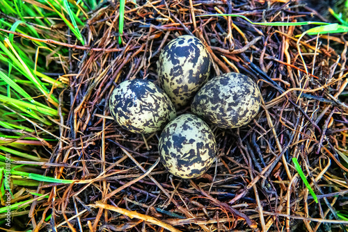 Black-winged stilt (Himantopus himantopus) clutch of 4 eggs in a nest of alkali grass twigs. Crimea