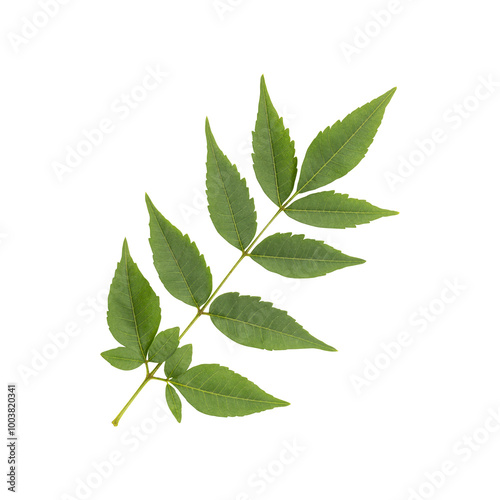 Fresh green wild neem leaves isolated on transparent background