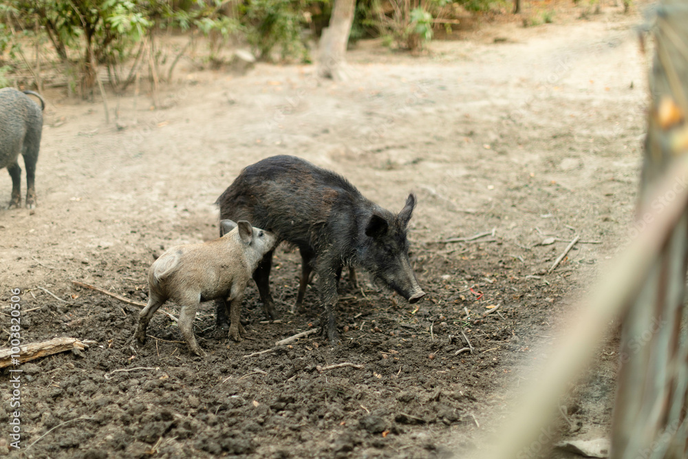 Mother wild boar nursing her piglet in a natural outdoor setting. The piglet is feeding while the mother stands calmly on a patch of soil surrounded by sparse vegetation. Mother wild boar nursing her piglet in a natural outdoor setting. The piglet is feeding while the mother stands calmly on a patch of soil surrounded by sparse vegetation.