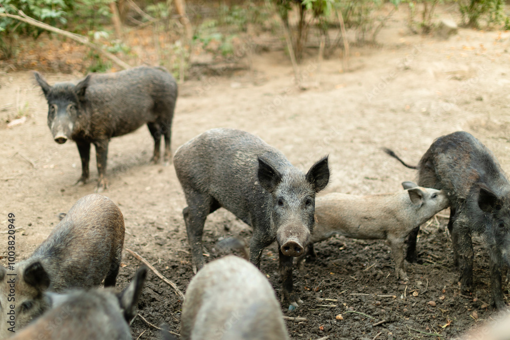 Mother wild boar nursing her piglet in a natural outdoor setting. The piglet is feeding while the mother stands calmly on a patch of soil surrounded by sparse vegetation. Mother wild boar nursing her piglet in a natural outdoor setting. The piglet is feeding while the mother stands calmly on a patch of soil surrounded by sparse vegetation.