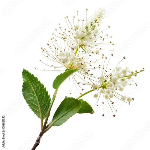 Dodder Flower isolated on white background. photo