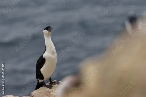 cormorant