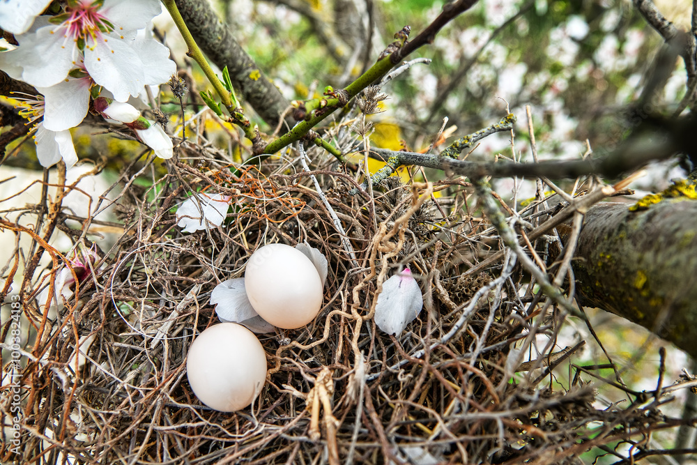 The collared turtle dove (Streptopelia decaocto) nest with two porcelain white eggs on a flowering bitter almond tree (Amygdalus communis). Crimea The collared turtle dove (Streptopelia decaocto) nest with two porcelain white eggs on a flowering bitter almond tree (Amygdalus communis). Crimea
