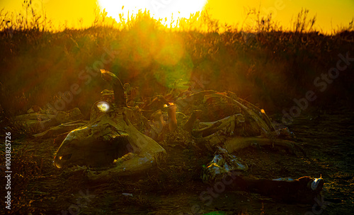 Skeleton of bull with skull. Photography in background light. Rays of sun penetrate dead bones. Rebirth of dead flesh through otherworldly force. Recrudescence (magical power of setting sun), horror