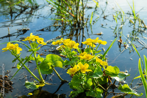 Plants of swamps. The marsh marigold (Caltha palustris) blooms in the water on the haughland. Ladoga lake photo