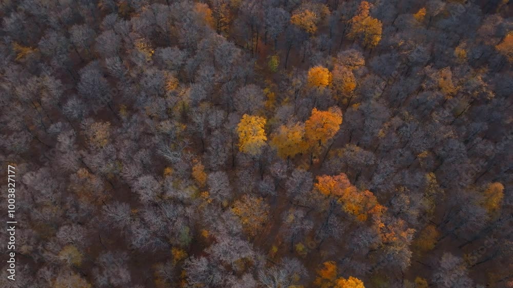 Autumn aerial view of a forest in Caledon with bright orange and yellow trees scattered below Autumn aerial view of a forest in Caledon with bright orange and yellow trees scattered below