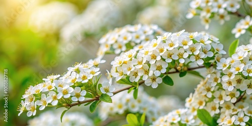 Spiraea cinerea Grefsheim is a stunning shrub that produces beautiful white flowers with yellow pollen adding a vibrant touch to the spring season in Europe, nature, white flowers
