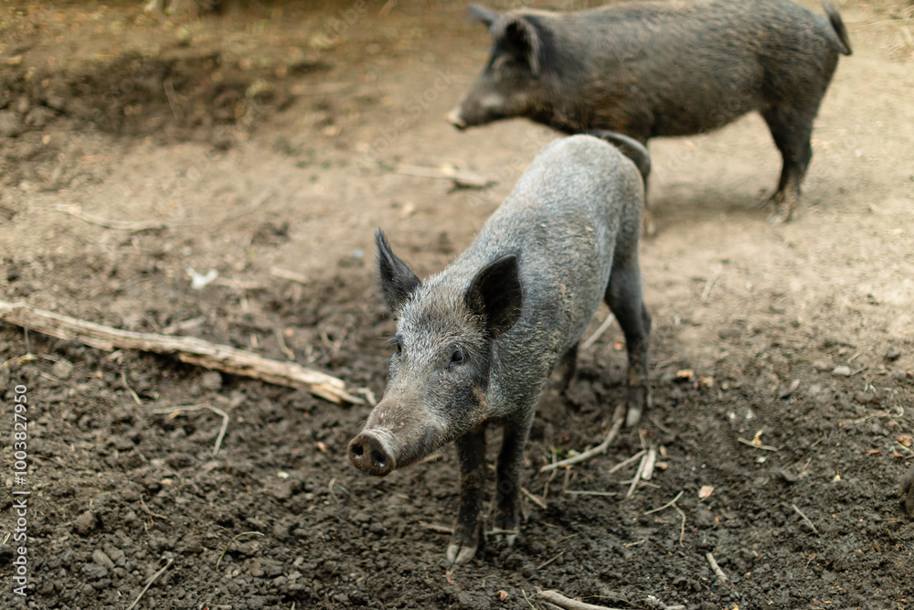 Two wild boars standing on a dirt-covered ground, with one is curiosity in the foreground gazing directly at the camera.The background boar appears slightly out of focus, highlighting the main subject Two wild boars standing on a dirt-covered ground, with one is curiosity in the foreground gazing directly at the camera.The background boar appears slightly out of focus, highlighting the main subject