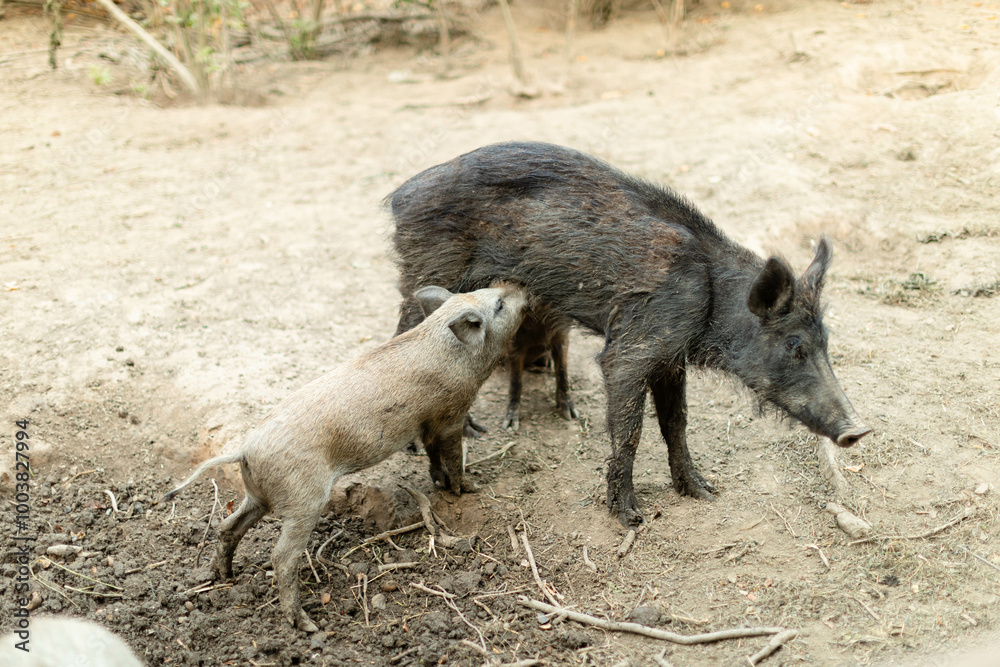 Mother wild boar nursing her piglet in a natural outdoor setting. The piglet is feeding while the mother stands calmly on a patch of soil surrounded by sparse vegetation. Mother wild boar nursing her piglet in a natural outdoor setting. The piglet is feeding while the mother stands calmly on a patch of soil surrounded by sparse vegetation.