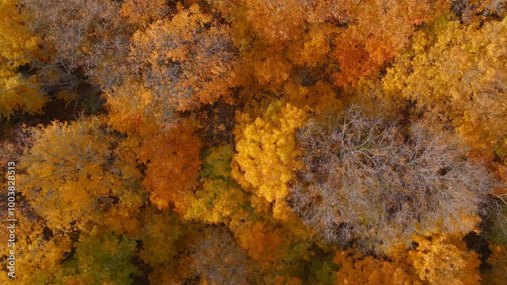 Vibrant autumn trees with golden leaves and bare branches in a colorful forest, aerial view Vibrant autumn trees with golden leaves and bare branches in a colorful forest, aerial view