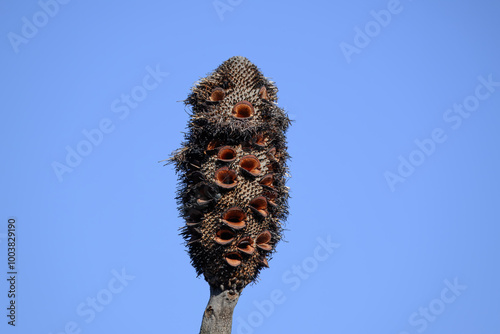 Banksia seed pod head cone, close detail against blue sky, Australian native plant, garden gardening horticulture design