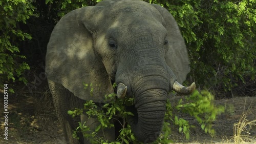 Powerful elephant bull grabs a large branch with fig leaves using his trunk. He brings it from the bottom to his mouth and begins to chew. Camera follows his movement. In background a green thicket.