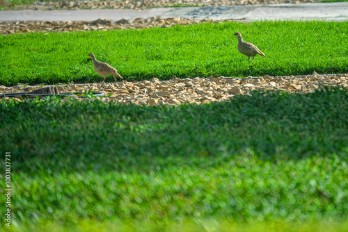 Abu Dhabi, Arab Emirates, January. Grey Francolin (Francolinus pondicerianus) on winter place in Arabian deserts, desertscape, feeding in leafless shrubs neighborhoods of Abu Dhabi and in city parks photo