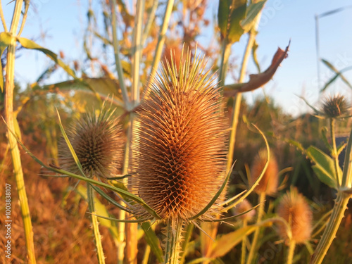 Dry bud ( flower ) dipsacus on the background of the field. photo