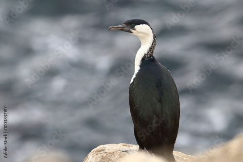 cormorant