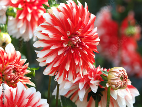 Große rot-weiße Dahlienblüten photo