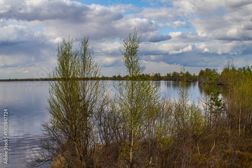 Peat-land science; telmatology. High bog and swamp lake (flark) and Spring young green birch on the shore. North-Eastern Europe photo