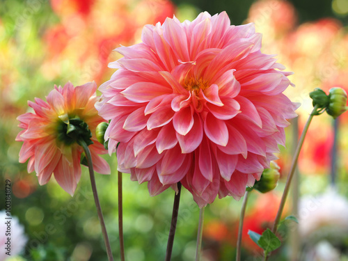  Große rosa Dahlienblüten photo