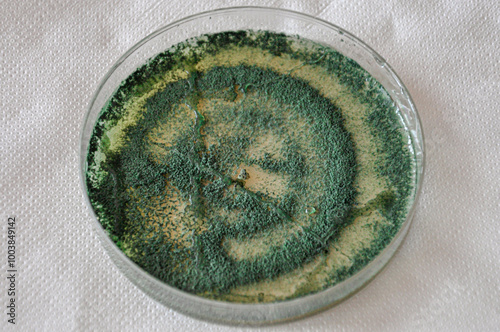 Isolated petri dish with green trichoderma mold culture