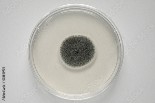 Aspergillus niger colony