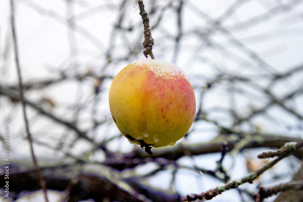 Εκτύπωση καμβά The winter apple on the tree and under the tree was covered with rime after the first frosts