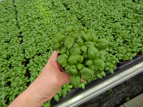 Potted basil plants in nursery photo