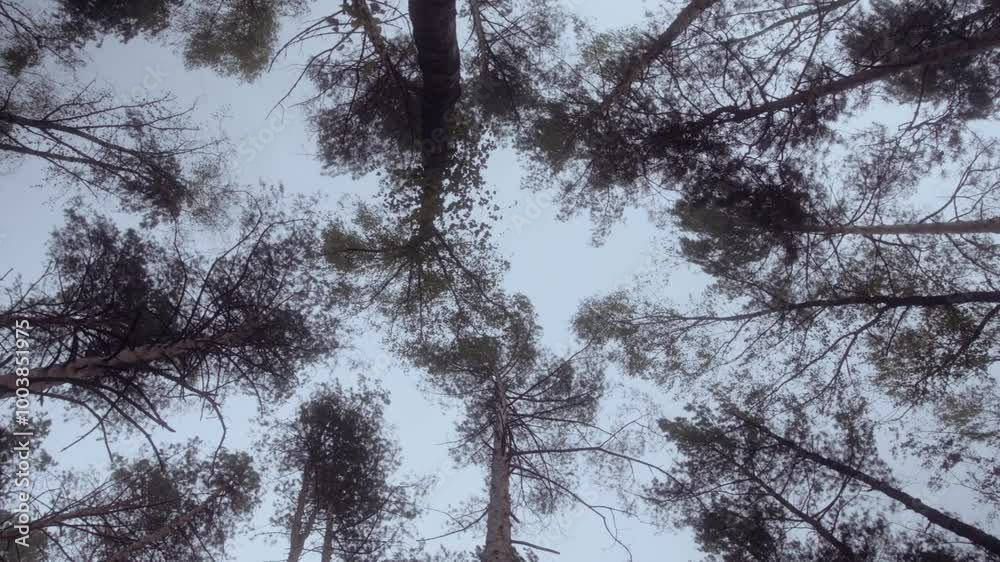 view from below stormy forest coniferous trees, Pine Trees. view from below stormy forest coniferous trees, Pine Trees.
