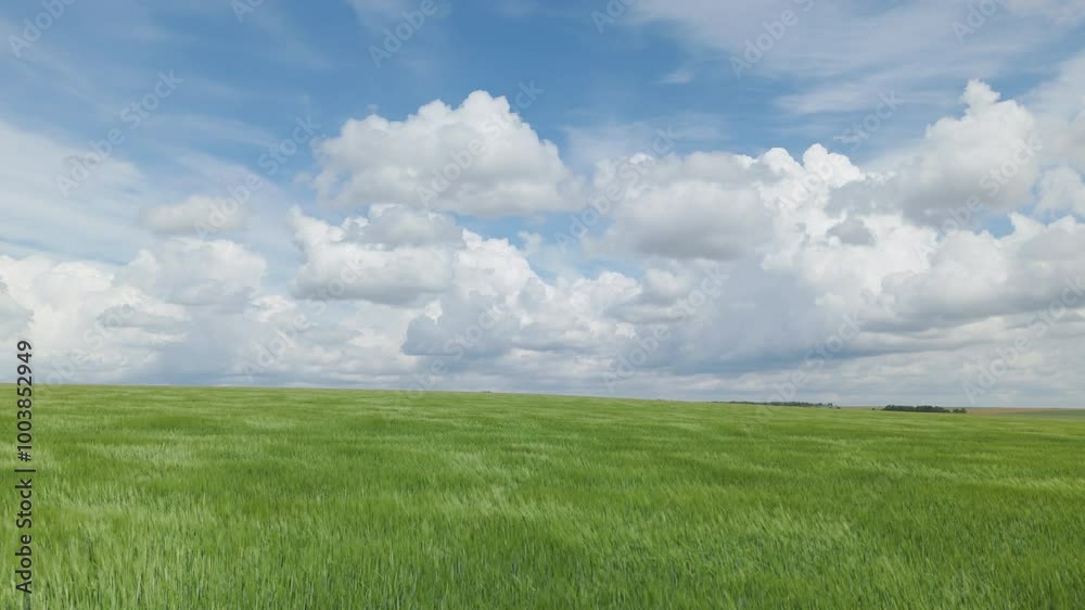 Green fields on a sunny cloudy day Aerial view Green fields on a sunny cloudy day Aerial view