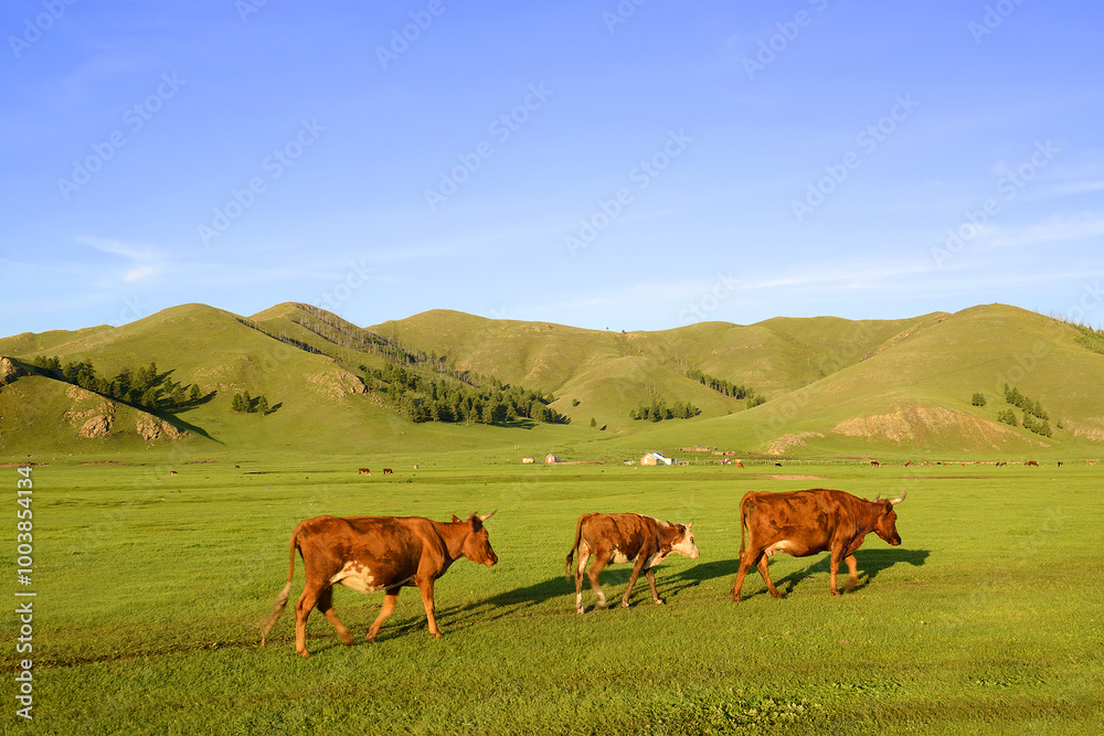 The landscape around the Amarbayasgalant monastery in northern Mongolia. Amarbayasgalant Monastery is one of the three largest Buddhist monastic centers in Mongolia