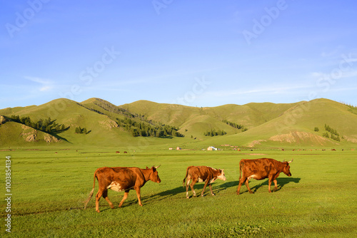 The landscape around the Amarbayasgalant monastery in northern Mongolia. Amarbayasgalant Monastery is one of the three largest Buddhist monastic centers in Mongolia photo