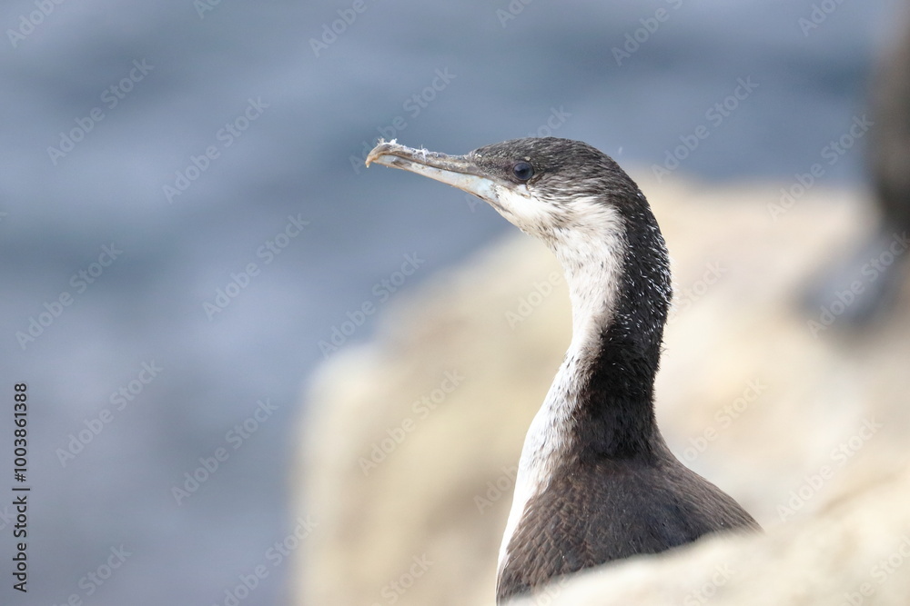 Fototapeta premium cormorant