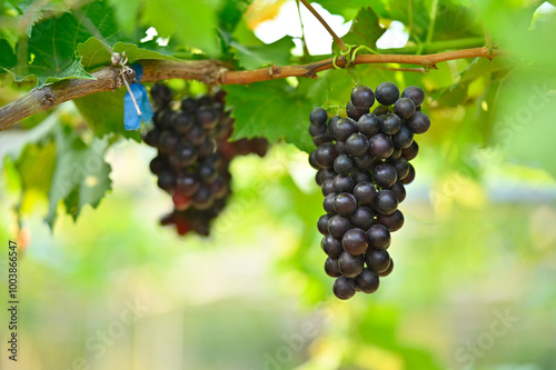 beautiful red grapes on the vines