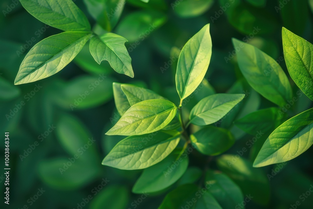 Close-Up of Green Leaves with Water Droplets, Symbolizing Freshness, Nature, and Pure Beauty Close-Up of Green Leaves with Water Droplets, Symbolizing Freshness, Nature, and Pure Beauty